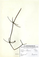 藏品(森氏鐵線蓮)的圖片